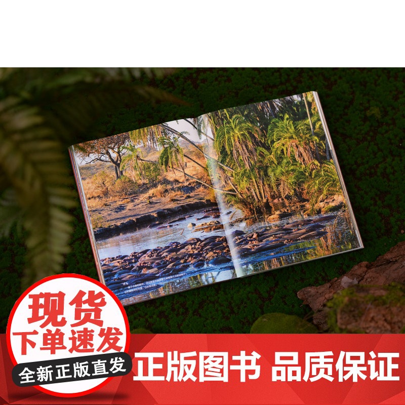 哇,狂野非洲! 陈远明/著 非洲 旅游 摄影 广西师范大学出版社高清大图