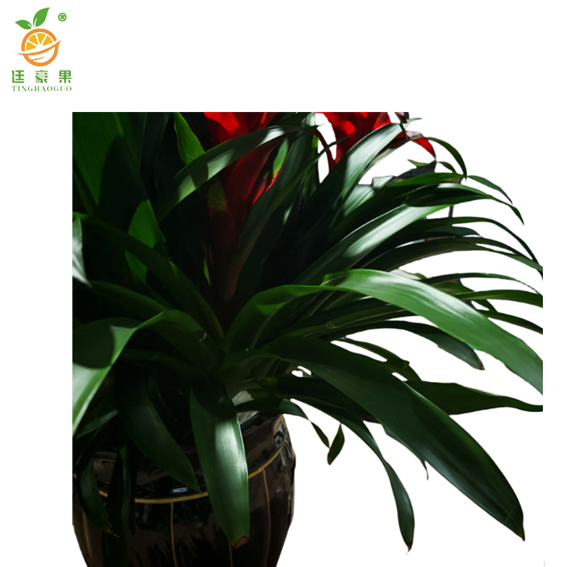 廷豪果 鸿运当头6株盆栽 XZ1793# /盆高清大图