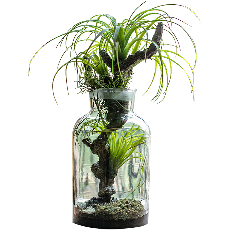 掬涵透明玻璃多肉植物组合微景观生态瓶绿植创意礼物装饰品摆件hh1