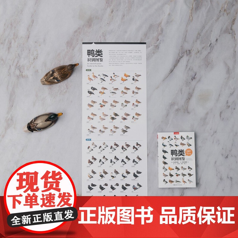 [下架召回]鸭类识别图鉴 氏原巨雄等 著 科普读物高清大图