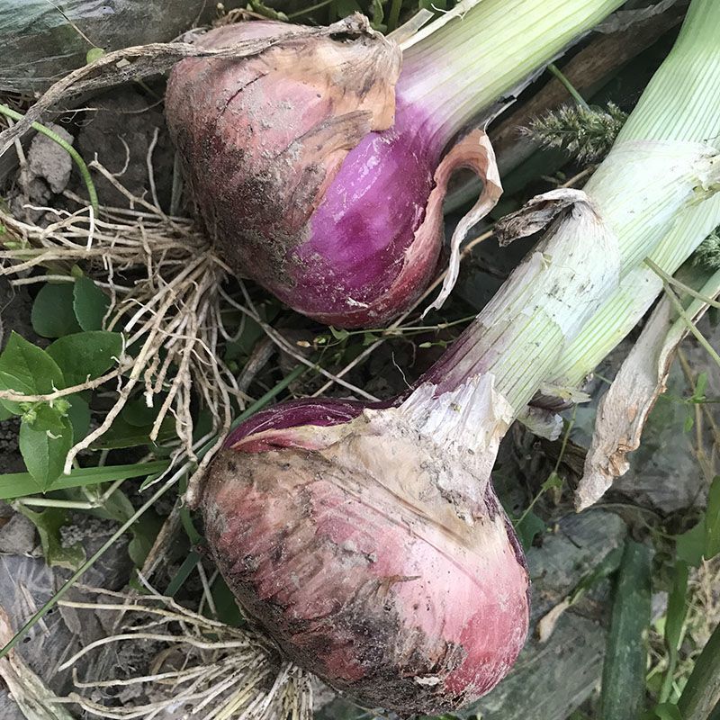 湖北农家自种新鲜洋葱本地露天蔬菜红皮紫皮圆葱小洋葱5斤混装云南紫皮洋葱带箱新鲜洋葱头农家自种蔬菜红皮葱特产批发