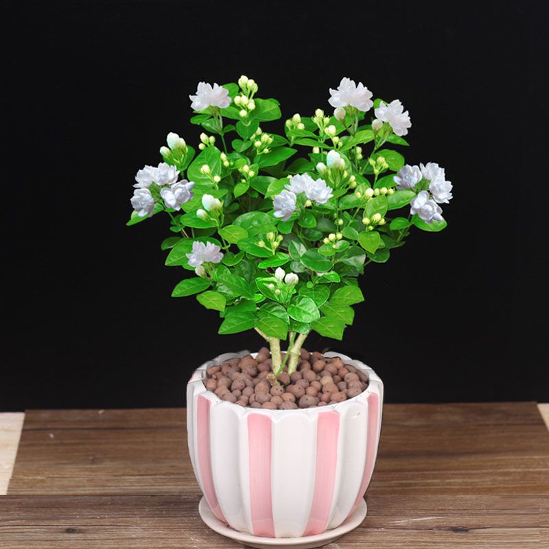 茉莉花盆栽开花不断植物室内驱蚊观花花卉盆栽好养的花 茉莉花一盆(不带盆)