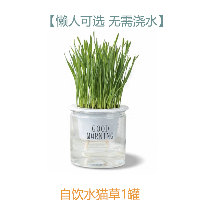 【补贴10%】猫草盆栽化毛草种子非已种好懒人小麦种子猫咪零食品水培营养种植 自饮水猫草1罐