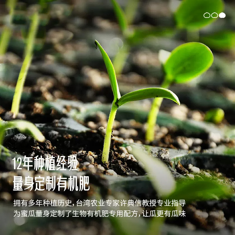 [苏鲜生]国产特产 海南金美人蜜瓜 蜜瓜 净重3斤 香甜可口 新鲜水果应季金美人蜜瓜1高清大图