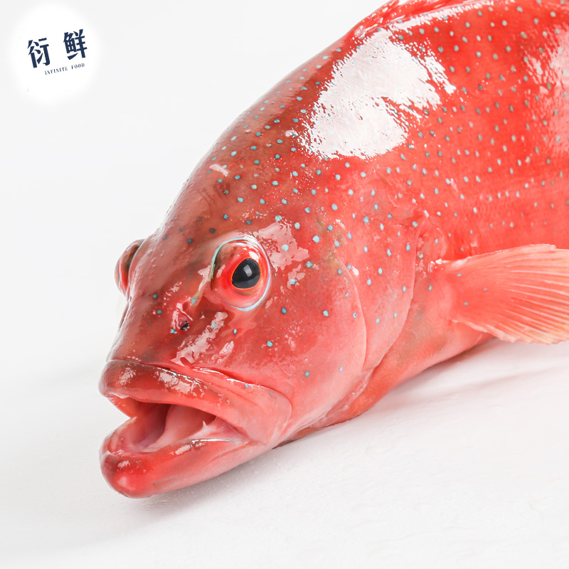 衍鲜台湾海峡东星斑净重550g袋冰鲜活冻石斑鱼航空冷链视频