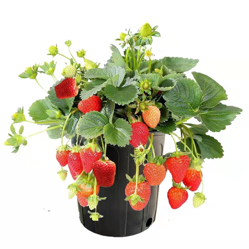 四季草莓苗盆栽带土带果带花阳台带盆当年结果食用红颜牛奶草莓秧视频