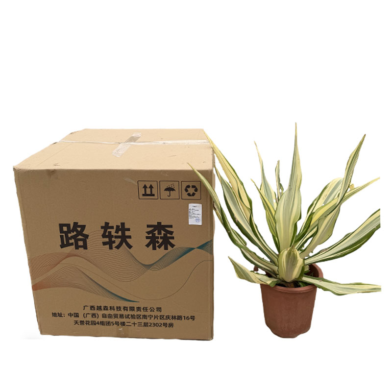 路轶森 万年麻冠幅 40-50cm 棵高清大图