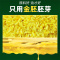 长寿花 金胚玉米油 5L非转基因物理压榨一级食用油烘焙油清香植物油