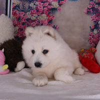 摩耶活体 纯种萨摩耶犬幼犬宠物级宠物狗微笑天使公母视频挑选纯种真健康 幼崽 大型犬/中型犬 公母均有/宠物级