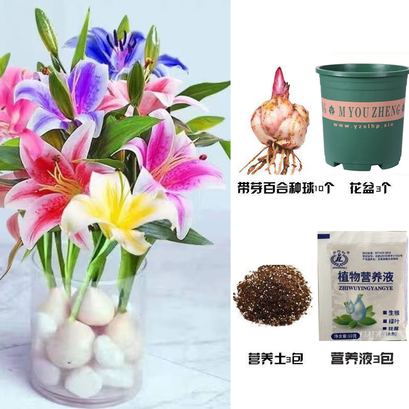 香水百合花种球春季混色大球四季开花矮生浓香花卉盆栽室内多年生