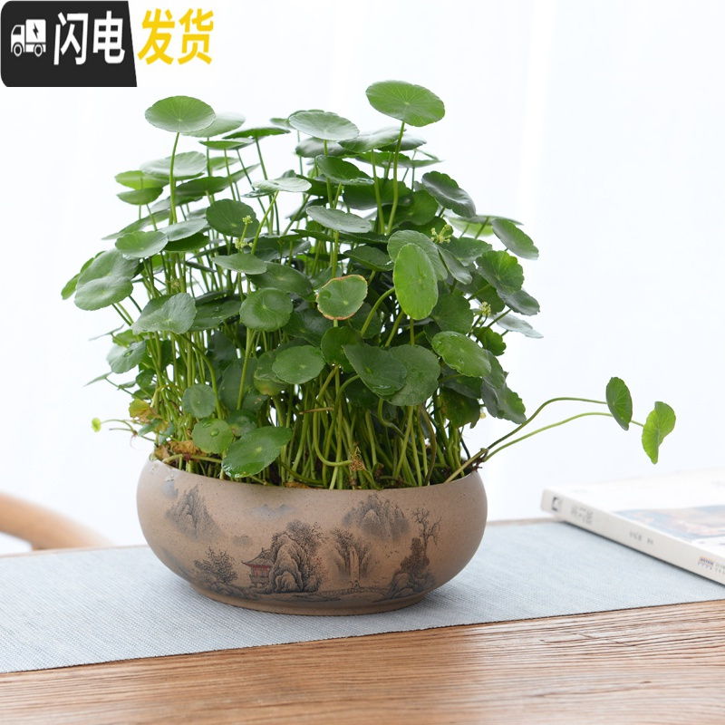 三维工匠水养铜钱陶瓷花盆碗莲睡莲盆富贵竹盘绿萝陶瓷花盆粗陶紫砂无孔 粗陶江南口径16 中等花盆容器高清大图