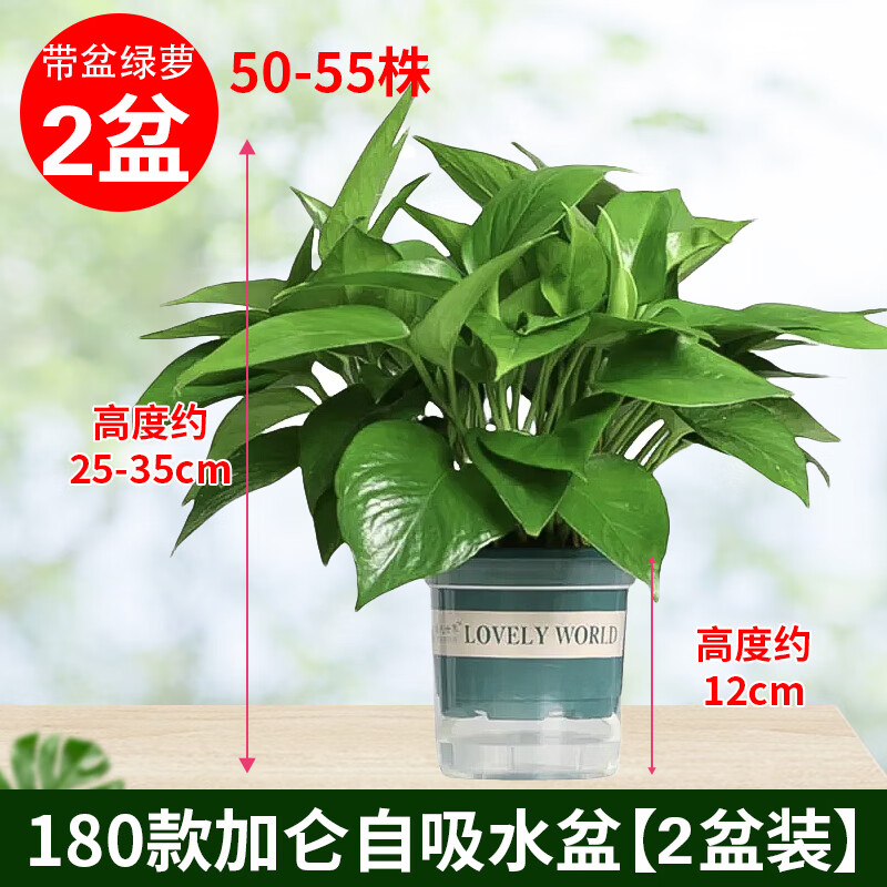双盟 绿萝盆栽绿植办公室新房净化空气 180加仑2盆装高清大图
