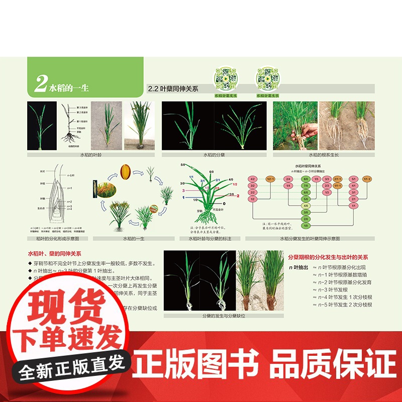 图说水稻高清大图