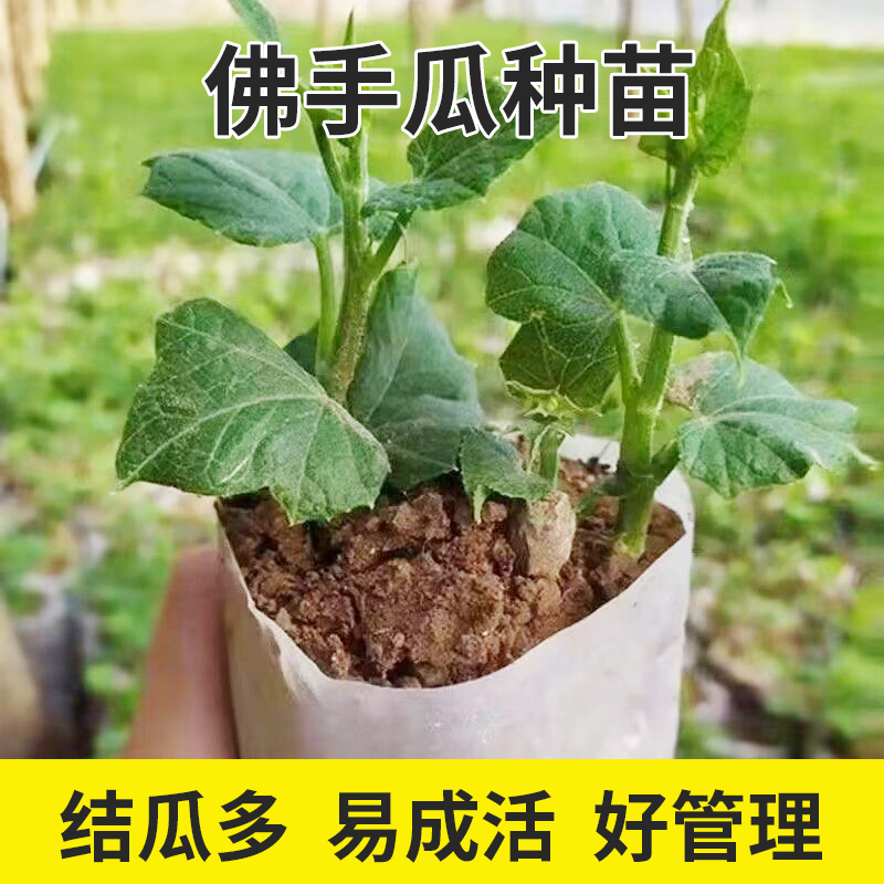 佛手瓜种苗带土种子蔬菜苗龙须菜种瓜苗子带土带芽福寿瓜高清大图