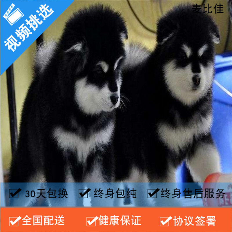麦比佳 纯种巨型阿拉斯加幼犬活体宠物 熊版十字脸阿拉斯加雪橇犬 双血统烟灰色桃脸阿拉斯加幼崽 巨大型雪橇犬阿拉斯加犬55高清大图