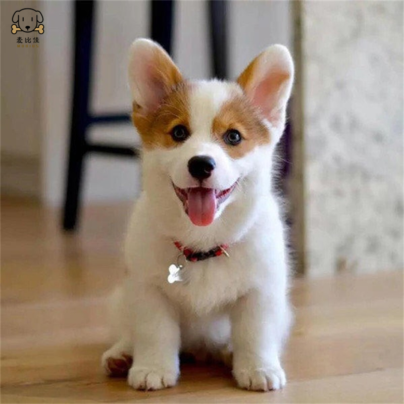 麦比佳 纯种柯基犬幼犬 狗狗活体小体柯基狗双血统级宠物狗狗公母视频挑选小短腿小型犬 包健康疫苗驱虫做好高清大图