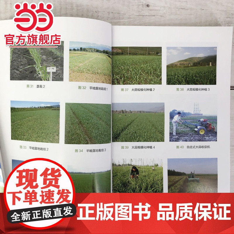 科学种菜致富问答丛书--大蒜高产栽培关键技术问答 刘海河 化学工业出版社 正版书籍高清大图