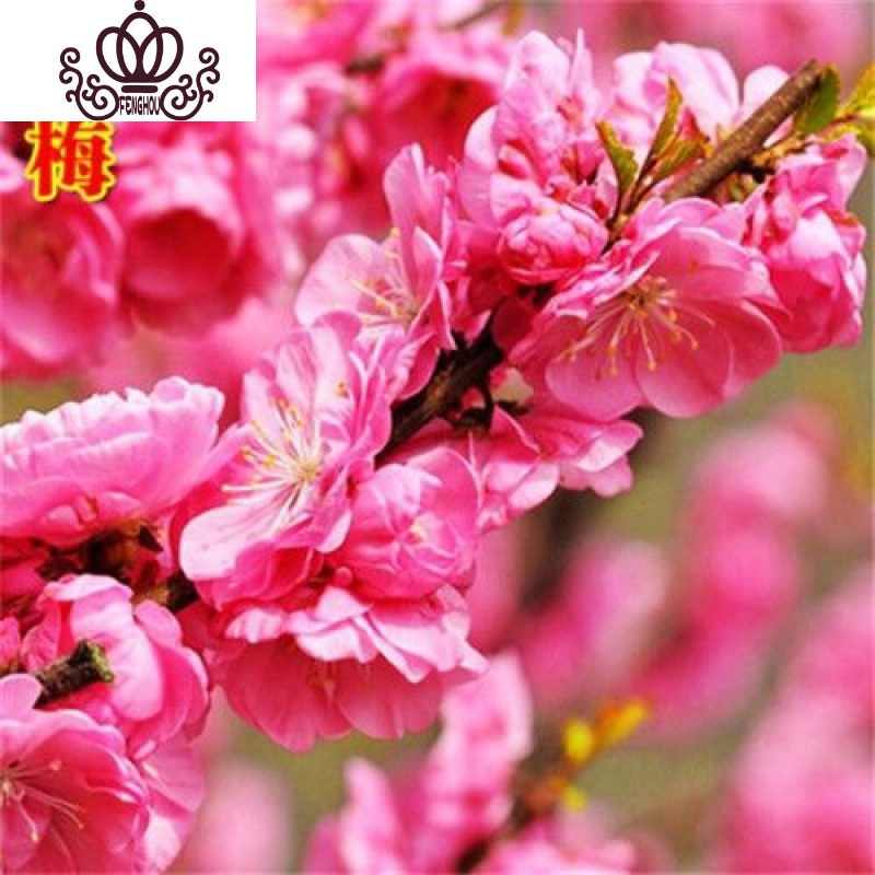 封后fenghou园艺用品