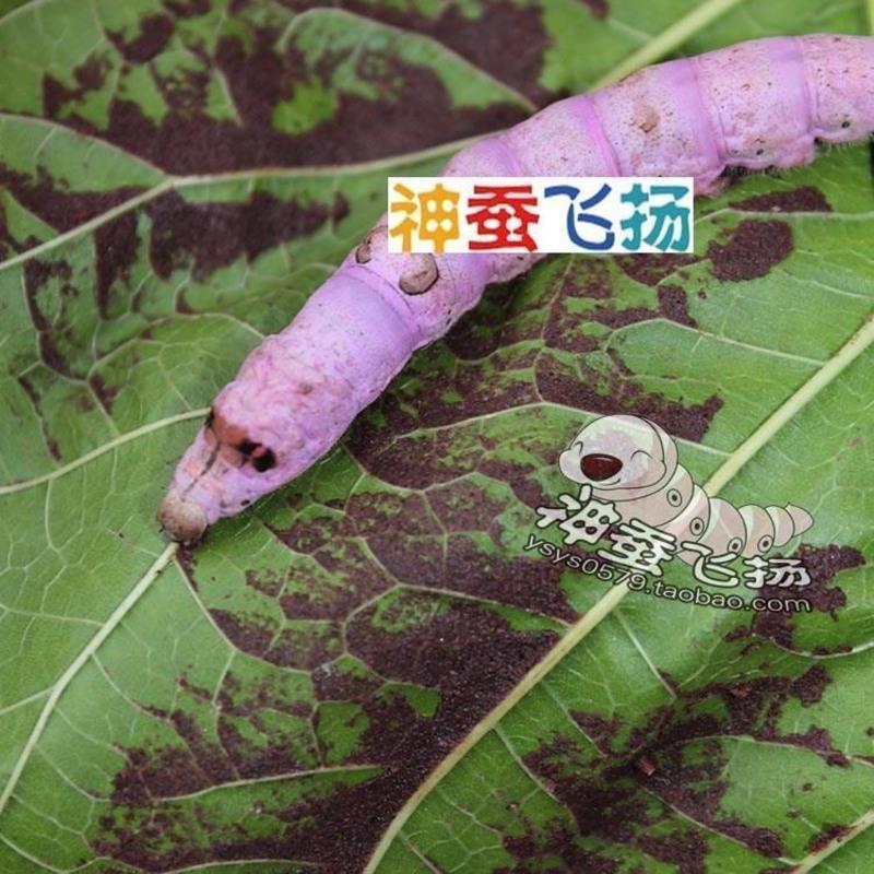 自然小蚕蚕学春蚕变色饲料七彩蚕宝宝饲料液体蚕吃的彩色饲料玩具 液-红黄蓝紫各1瓶送刷