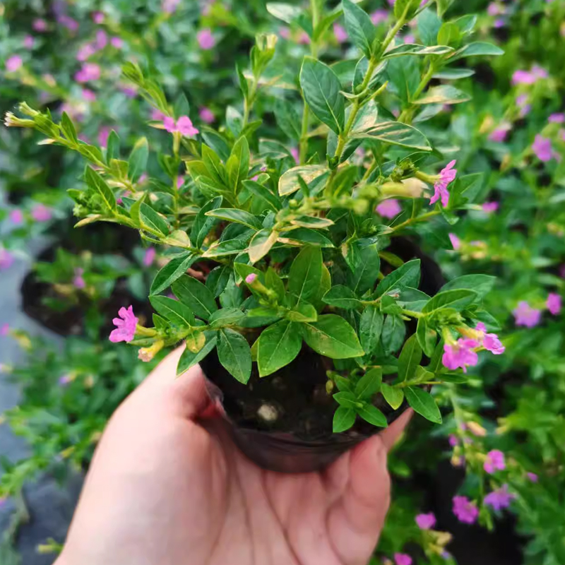 小窝厘 满天星萼距花苗 四季开花绿植室外易活庭院工程苗星星花 绿叶满天星黑色育苗杯1盆不带花苞(20盆)
