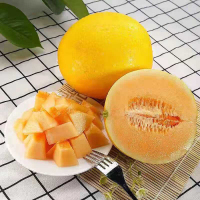 鲜知臻食 甘肃武威民勤蜜瓜五斤彩箱装