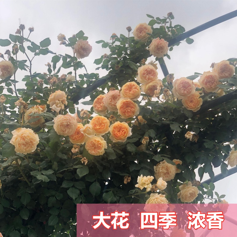 1米5高大苗 套餐 蔷薇花苗藤弹痕本月季特大花爬藤植物四季开花王妃1米5左右不含盆图片 高清实拍大图 苏宁易购