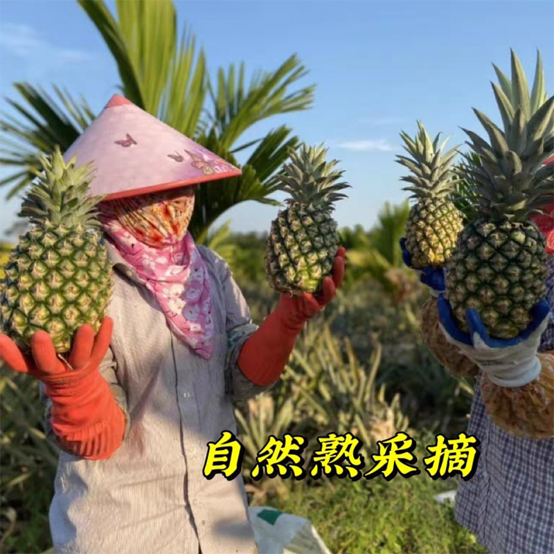 [西沛生鲜]海南冬蜜凤梨 净重3斤 新鲜纯甜正当季孕妇水果整箱非金钻凤梨手撕高清大图