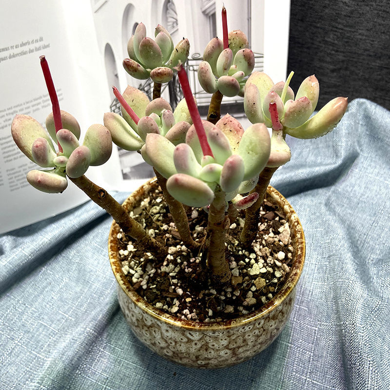 七彩稀有多肉植物批发老桩好养花卉绿植盆栽大颗桃蛋法师肉肉 红玉3头