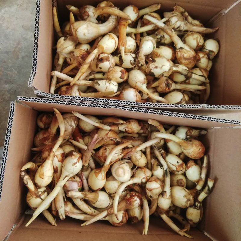 赛卡伊云南新鲜小茨菇白茨菰农家自种蓝紫蔬菜慈姑青茨菇产地直发小