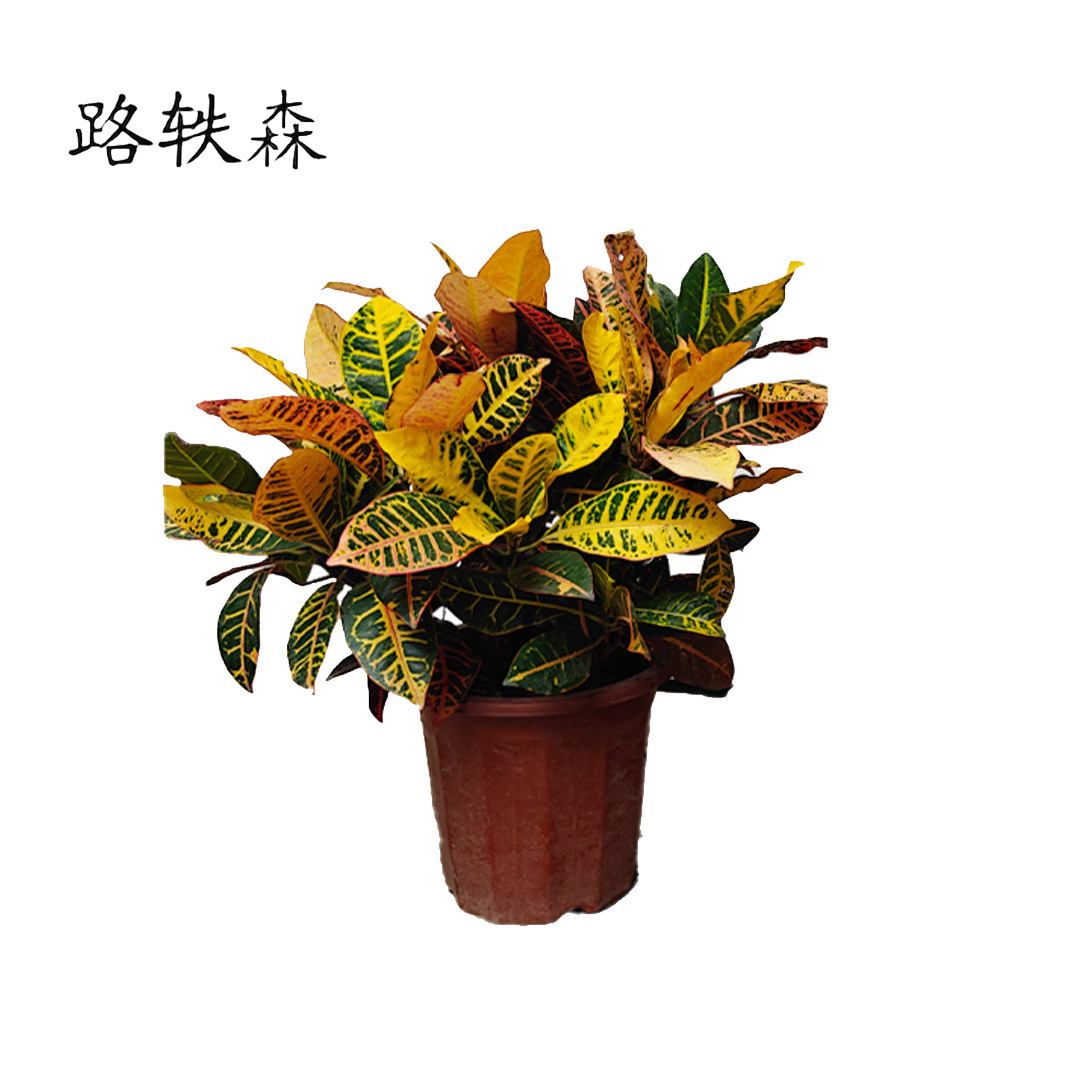 路轶森 七彩变色木 50cm高 棵高清大图