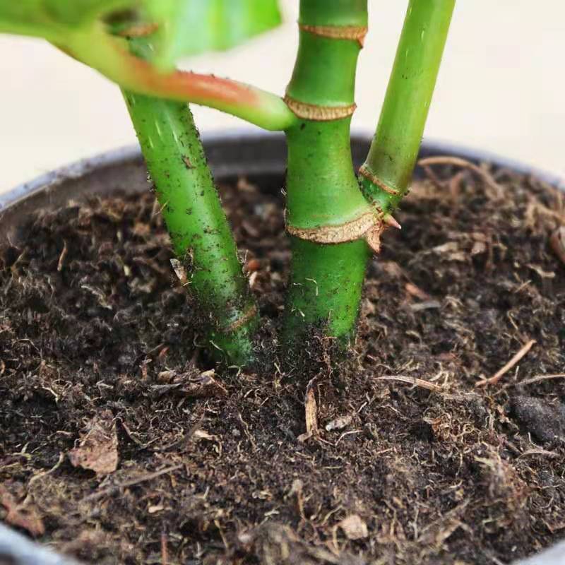 竹节海棠花盆栽大叶斑点四季斑叶竹节秋海棠花卉绿植物室内花 竹节海棠20公分高