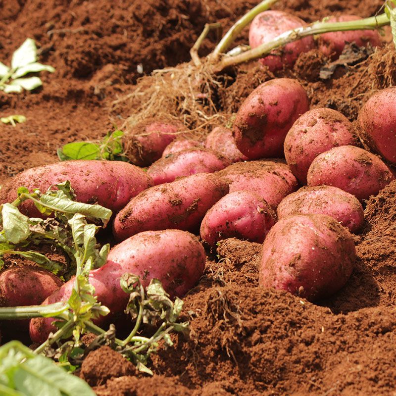 赛卡伊云南新鲜农家自种红皮土豆马铃薯洋芋红皮黄心老品种2斤