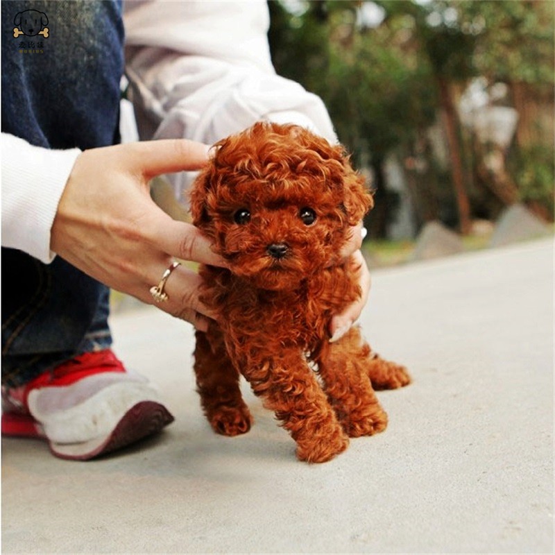 麦比佳宠物泰迪犬幼犬 狗狗活体 纯种血统级小体茶杯泰迪贵宾犬 迷你玩具型微小体 卷毛贵宾犬茶杯犬视频挑选高清大图