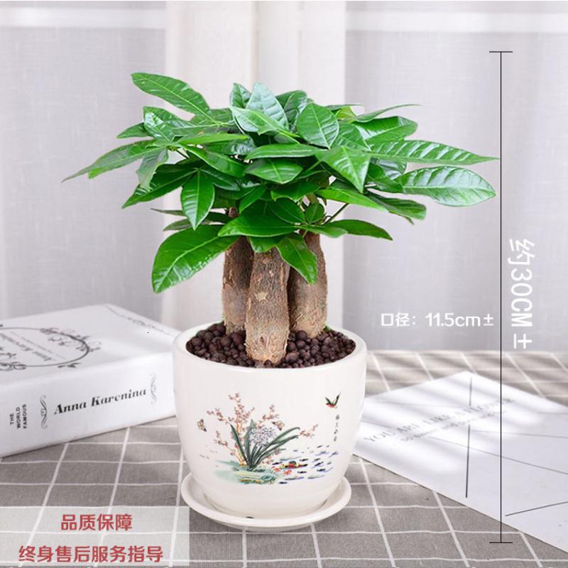 发财树大盆栽室内 报价行情 排行 品牌 参数 怎么样 图片 商家 苏宁易购 发财树大盆栽室内 报价行情 排行 品牌 参数 怎么样 图片 商家 苏宁易购