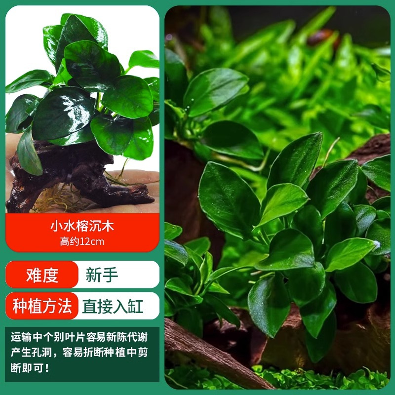 水草植物鱼缸造景莫斯阴性水榕沉木蜈蚣水培懒人增氧乌龟真草缸