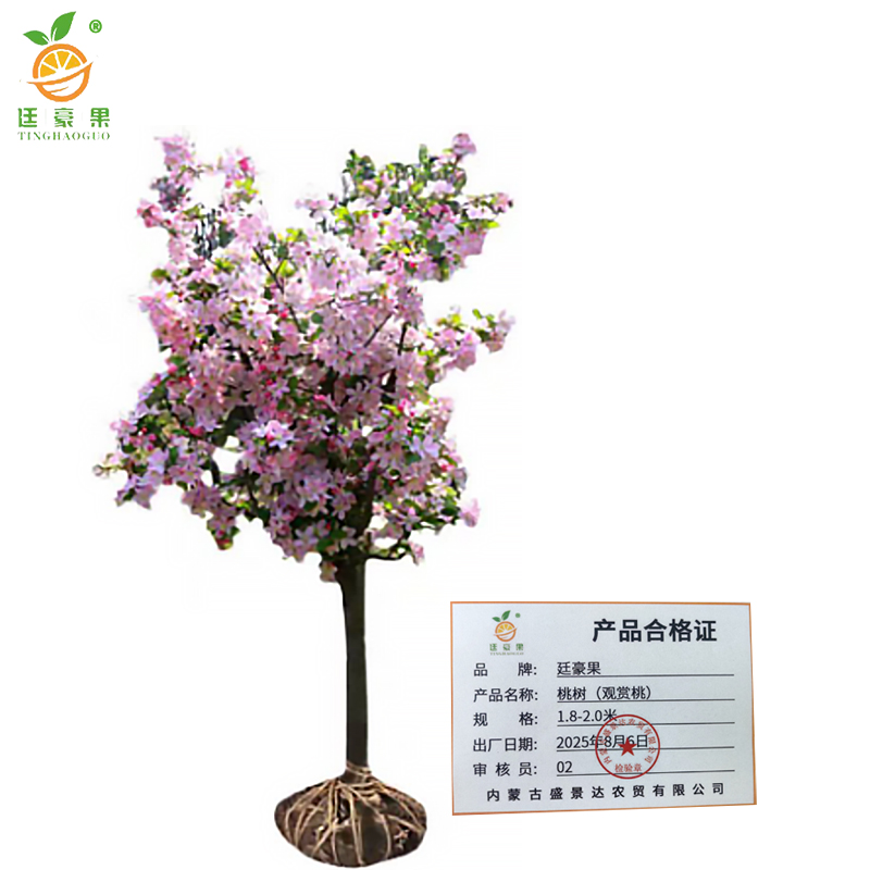 廷豪果 桃树(观赏桃) 1.8-2.0米 /棵高清大图