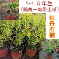 四季观赏微型牡丹石榴盆景盆栽庭院阳台室内室外带原土球 带土球一盆