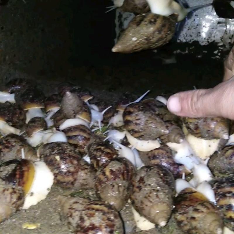 5厘10只装 养殖厂供应精选大白玉蜗牛宠物饲养,学生观察