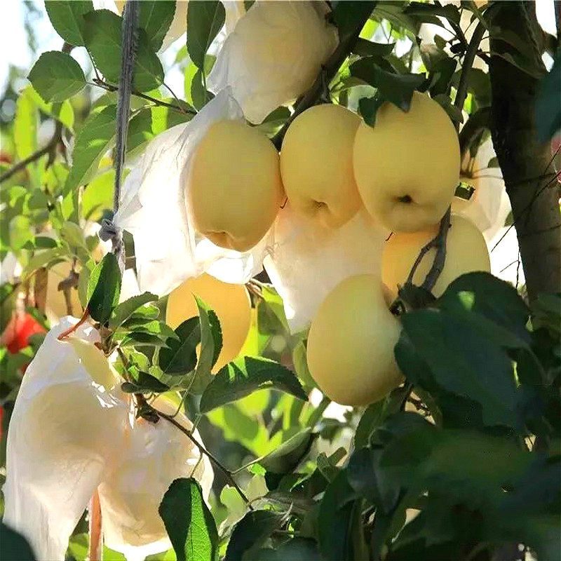 [西沛生鲜]山东烟台栖霞黄金帅奶油苹果 奶油富士 黄金帅粉面苹果