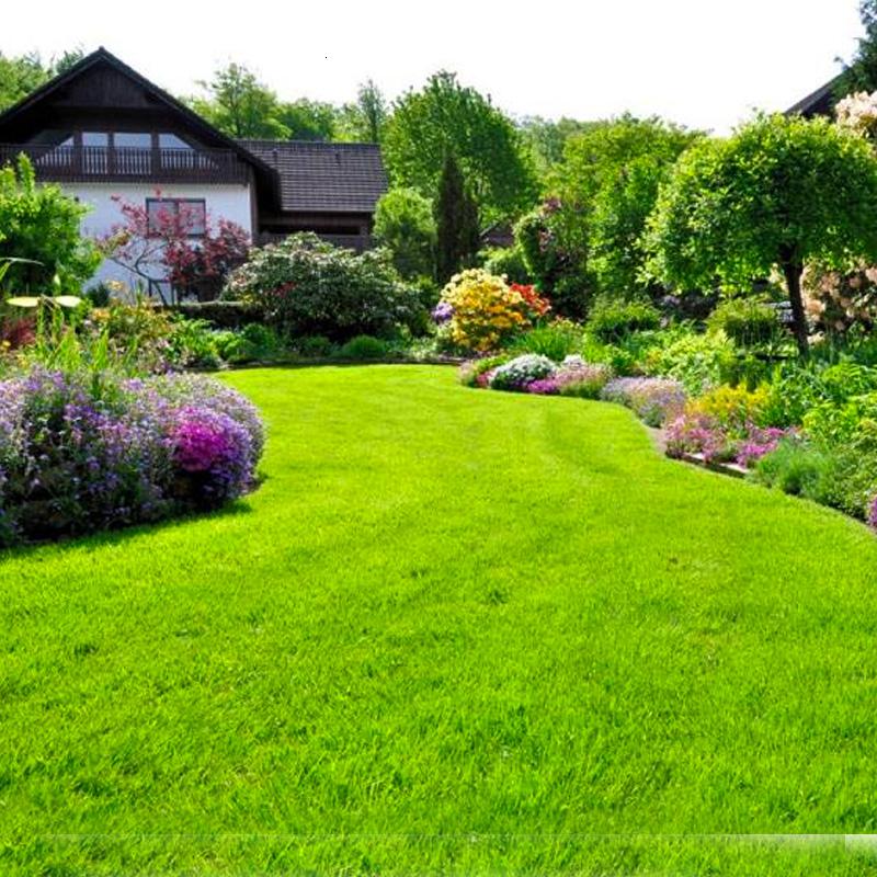 草坪草籽种子四季常青免修剪马尼拉护坡固土绿化草皮高羊茅黑麦草