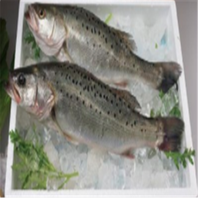 苏众 鱼类 鲈鱼专项定制高清大图