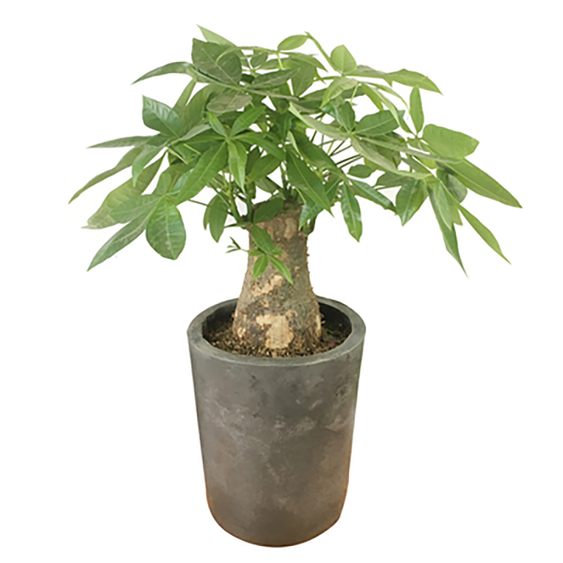 发财树盆栽高80-90CM绿植摆件