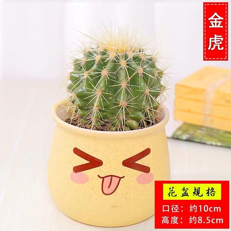 可爱米色盆 金冠软刺仙人球 含盆视频介绍_古达仙人掌盆栽办公桌植物