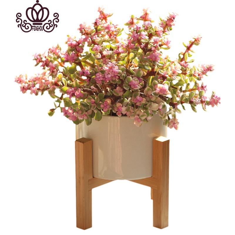 封后雅乐之舞室内多肉植物小盆栽金枝玉叶观叶植物净化空气好养雅乐之舞 素烧高盆 带盆栽好图片 高清实拍大图 苏宁易购