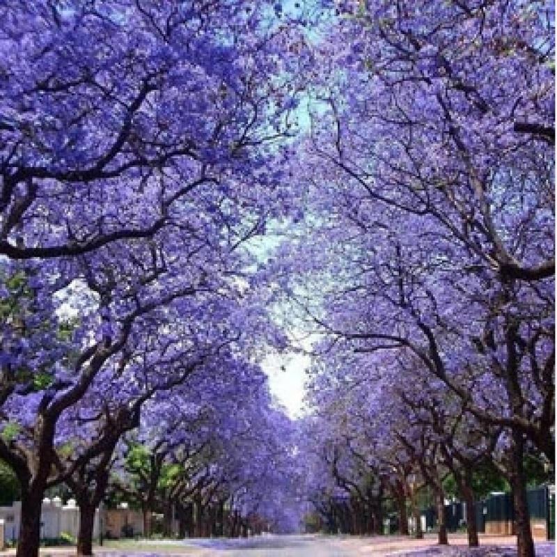 正宗蓝花楹种子蓝雾树含羞叶蓝花楹尖叶蓝花楹种子林木种子花林木种子