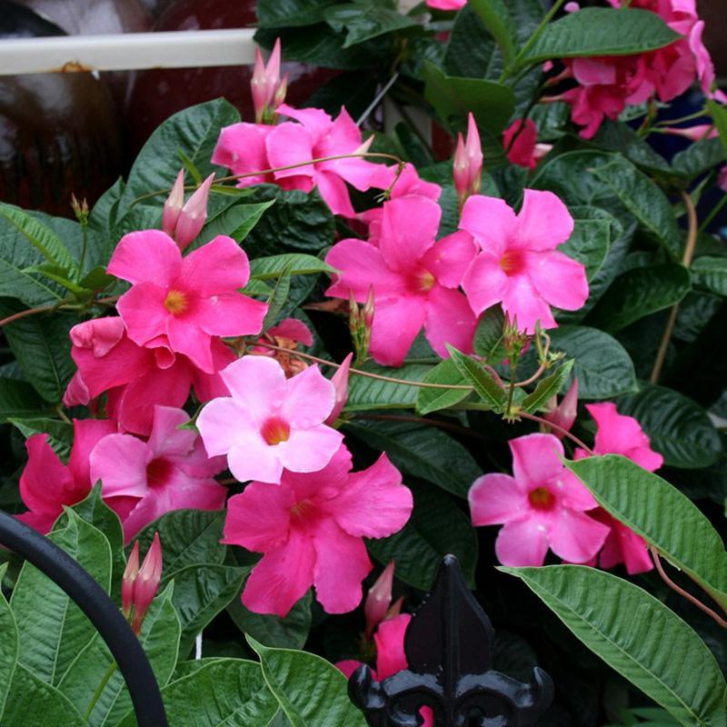 回固 庭院阳台多年生爬藤植物双喜藤万里飘香藤红婵花室内文藤花卉