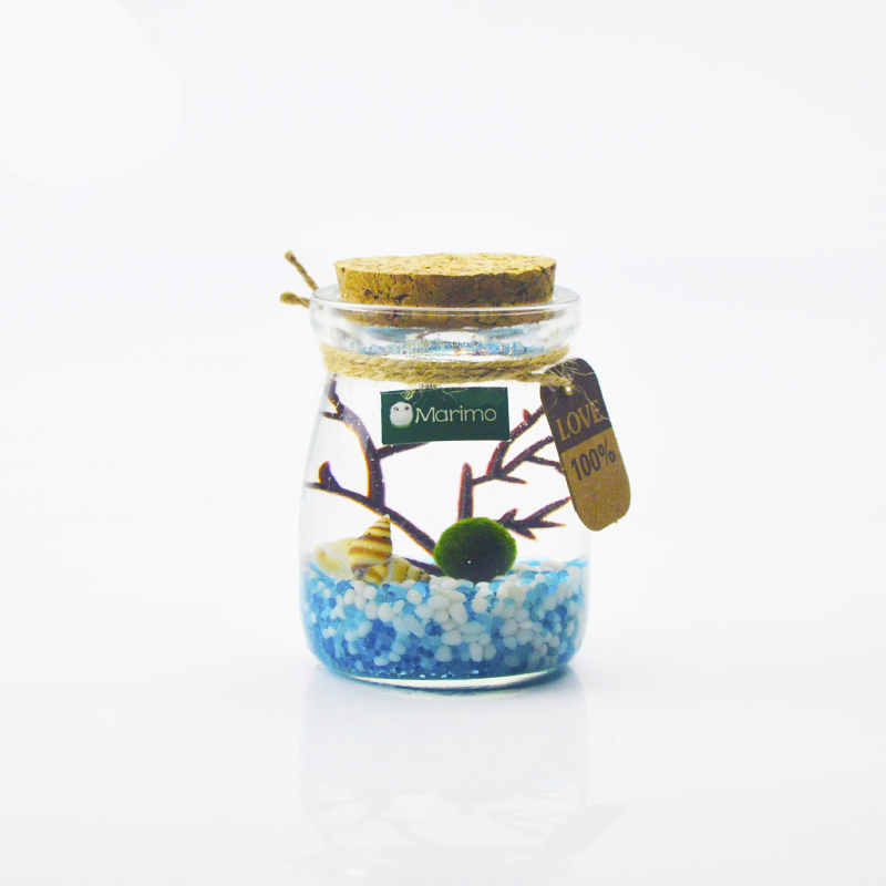 [亏本冲量]海藻球生态瓶marimo微景观培植物桌面小盆栽