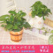 [特价上市]碧玉/豆瓣绿护眼盆栽椒草胡椒属多年生配植多款陶瓷盆精致清新悦目适合电脑旁
