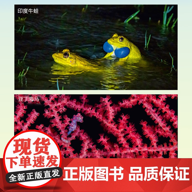 正版BBC生命之色动物眼中的世界 马丁·史蒂文斯[英]著 BBC纪录片同名图书 200余幅前沿摄影作品揭示动物使用颜高清大图