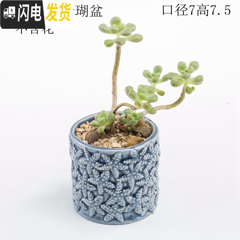 三维工匠多肉花盆器创意个性中大号口径肉肉植物小号拇指花盆陶瓷 蓝色贝壳盆 中等花盆容器高清大图